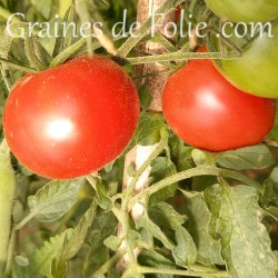 Tomate OLIROSE graines semences anciennes oubliées perdues certifiées BIO
