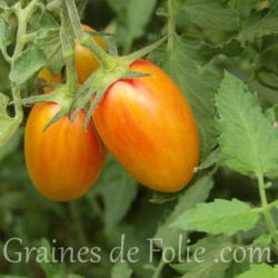 Graines semences certifiée bio AB de tomate flammée blush. Petite tomate parfaite!