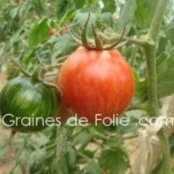 Tomate RED ZEBRA graines semences certifiées bio