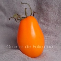 graines semences de tomate "orange banana" plante vigoureuse et fruits charnus et doux