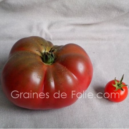 Tomate "black from tula" variété russe à la saveur très douce graines semences certifiée AB