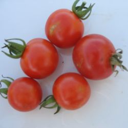 Tomate cerise NAINE RUTHJE graines semences potagères BIO