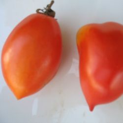 Tomate ROI HUMBERT variété ancienne graines potagères AB
