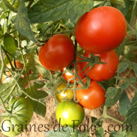 Tomate grappe PILU graines semences certifiées AB culture climat frais