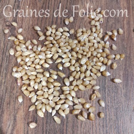 Maïs popcorn à grains blanc semences Agriculture biologique