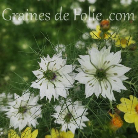 Nigelle de Damas Blanche Nigella Damascena graines semences fleurs