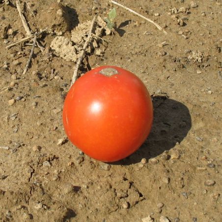 BIO Tomate OPTIMUS très productive variété ancienne