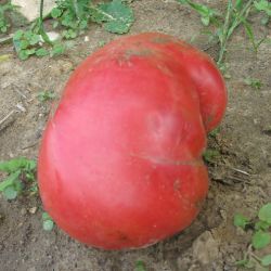 Tomate WATERMELON variété ancienne type beefsteak. semences certifiée AB