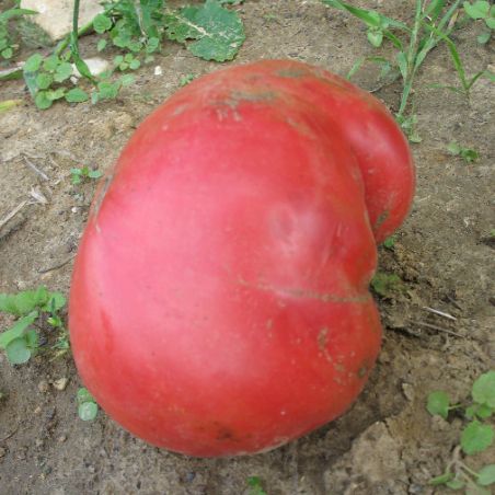 Tomate WATERMELON variété ancienne type beefsteak. semences certifiée AB