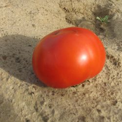Tomate BORODINSKY. variété productive. Semences certifiée Agriculture biologique