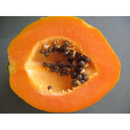 lot de 100 graines de papaye prêtes à planter carica papaya