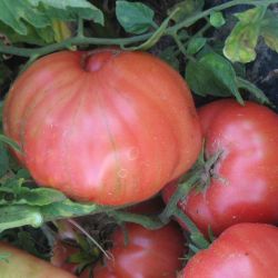 Grosse Tomate MORAO semences anciennes certifiée BIO