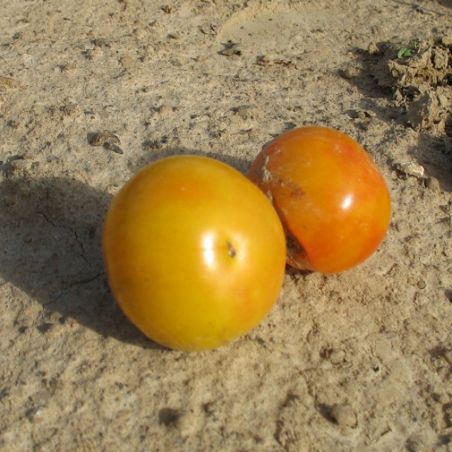 Tomate Cerise CHELLO semences anciennes oubliées
