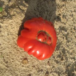 Tomate CORROGO semences oubliées certifiées AB