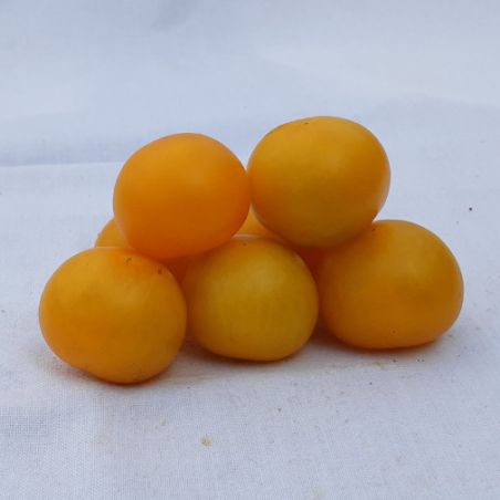 Tomate JAUNE DE THOUN semences anciennes adaptées aux saisons courtes