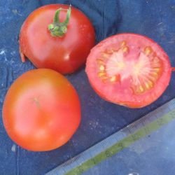 Tomate PURPLE KONIG variété de saison semences anciennes