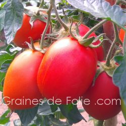 Tomate Rio Grande variété idéale pour sauce et conserve semences non OGM