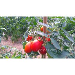 Tomate grappe Rio Grande variété idéale pour sauce et conserve semences non OGM