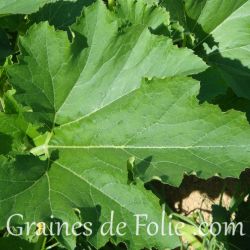 Courgette Ronde de Nice semences certifiées Agriculture Biologique variété ancienne très productive