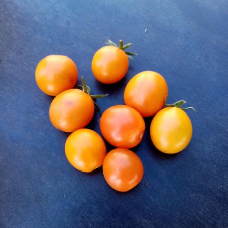 Tomate-Cerise FRUTY YELLOW BIO GRAINES de FOLIE semences anciennes certifiées AB