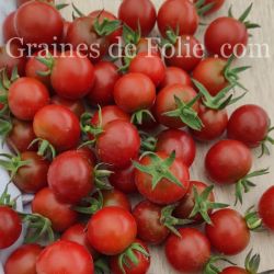 BIO Tomate GARNET graines semences anciennes certifiées AB