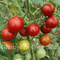 BIO Tomate GARNET graines semences anciennes certifiées AB