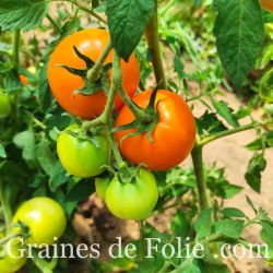 Bio Tomate KAKI COING semences agriculture biologique
