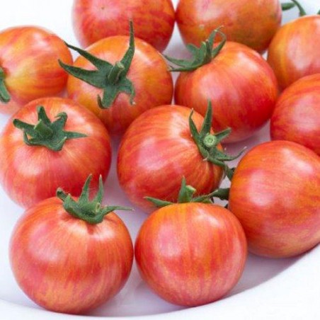 Tomate cerise PINK BUMBLE BEE graines semences