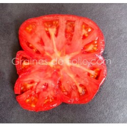 Tomate Géante BELGE