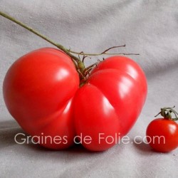 Tomate GEANTE BELGE ROSE