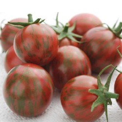 Tomate cerise pourpre PURPLE BUMBLE BEE graines semences
