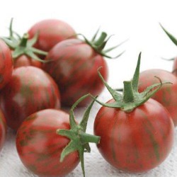 Tomate cerise pourpre PURPLE BUMBLE BEE graines semences