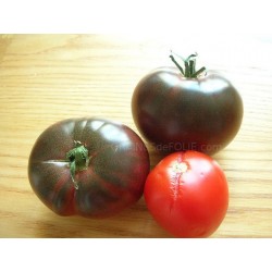  Tomate « NOIRE de CRIMEE »