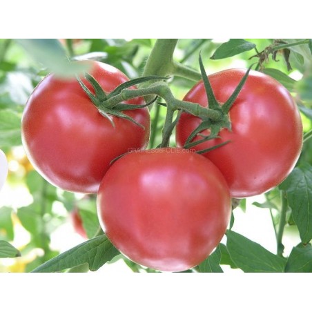 « LARGE RED CHERRY » Tomate cerise