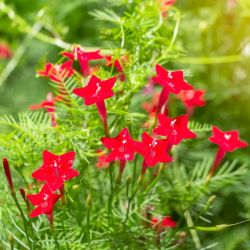 IPOMEE rouge CARDINAL CLIMBER semences fleurs plantes grimpantes