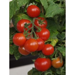 « TINY TIM » Tomate Cerise