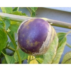 Tomatillo violet « PURPLE »