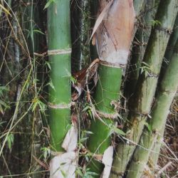 BAMBOU géant non traçant Dendrocalamus Barbatus graines samen bambus