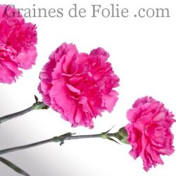 OEILLET des FLEURISTES CHABAUD ROSE VIF dianthus caryophyllus fleurs très parfumées graines seeds