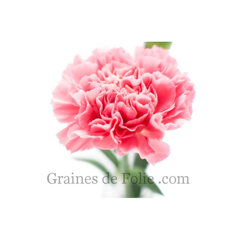 Rayher 31615264 Motif Déco Cire Croyance Amour Espérance, P. Bougies, Rose œill