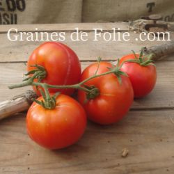 Bio Tomate REINE DES HÂTIVES variété ancienne très précoce et productive