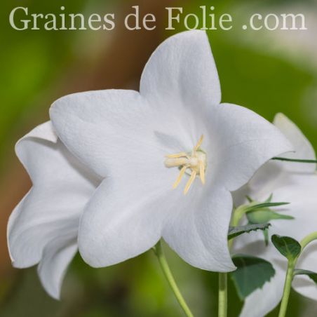 Campanule de chine à grandes fleurs blanches Platycodon grandifloris