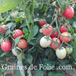 TOMATE PINK THAÏ EGG variété originaire de Thaïlande produit en France graines semences BIO