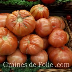 TOMATE ROSA DE BARBASTRO Bio variété ancienne espagnole excellente graines potagères certifiées AB wikimedia fructibus