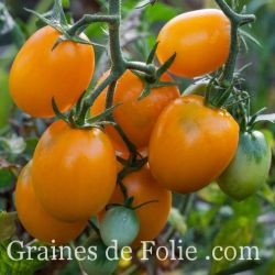 TOMATE DE BARAO GOLD variété pour climats frais ou saisons courtes semences bio