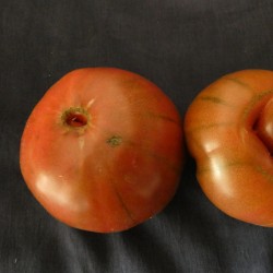 Tomate beefsteak SINIY gros fruits épicés et juteux adaptées au saisons courtes