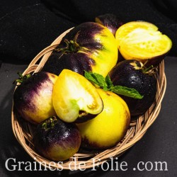 Tomate PRIMARY COLORS très beaux fruits juteux et riche semences graines bio Française