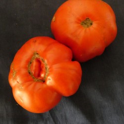 Tomate beefsteak SAINTE LUCIE variété ancienne à la saveur d'antan semences bio produite en France