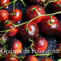 TOMATE cerise INDIGO CHERRY DROPS variété vigoureuse et productive graines bio origine France