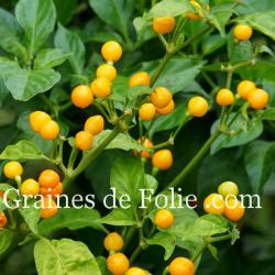 PIMENT Péruvien AJI CHARAPITA capsicum chinense variété ancienne BIO cultivée en France